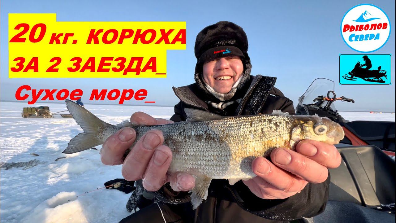 ✅20 КГ КОРЮХА ЗА 2 ЗАХОДА l СУХОЕ МОРЕ I СЮРПРИЗ ВНУТРИ #рыболов_севера #рыбалка2024#корюшка смотреть онлайн
