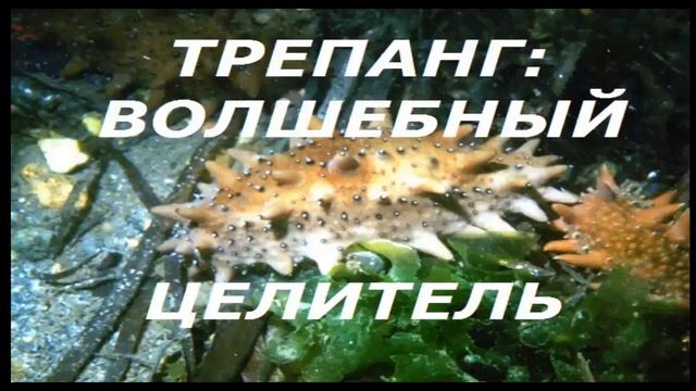 #Биозан #ТРЕПАНГ часть 2. #Витакар