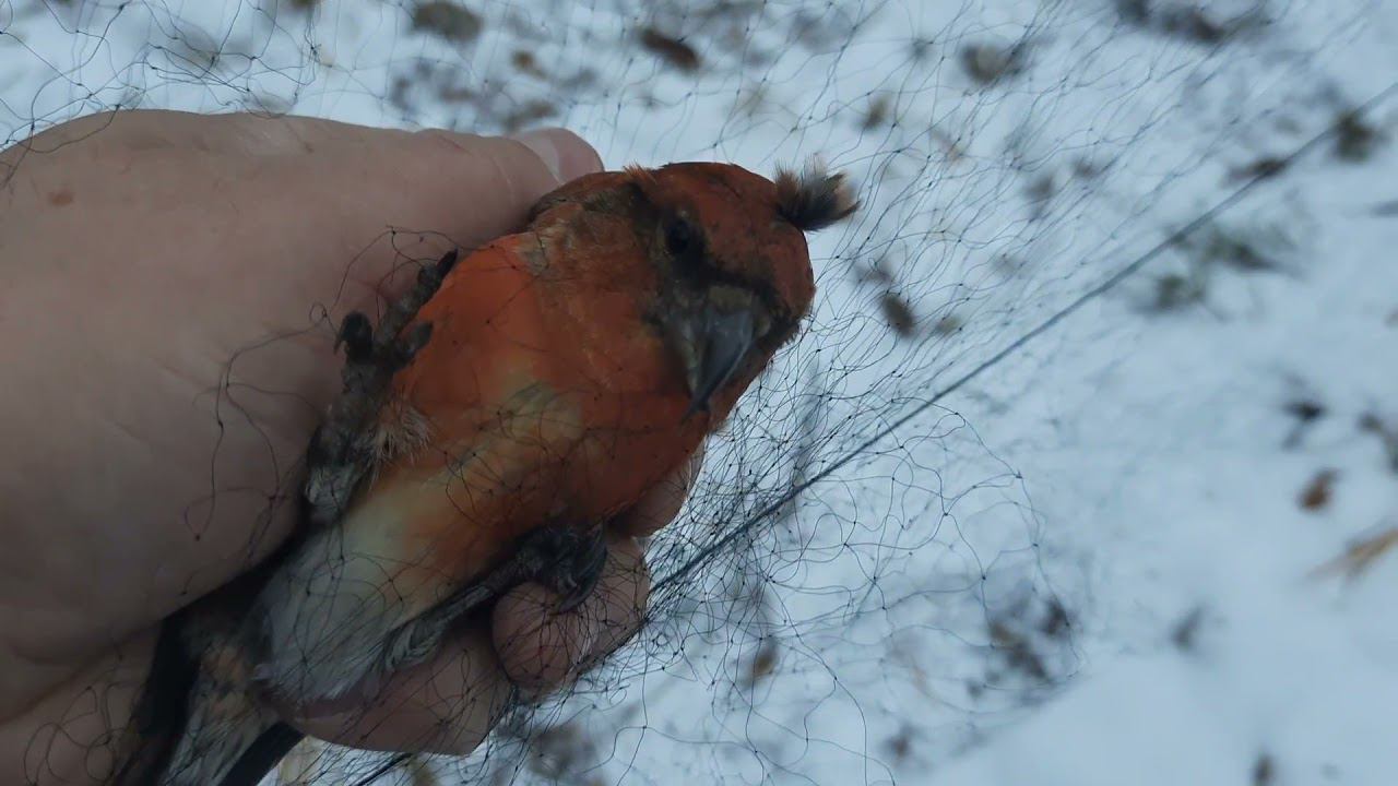 Ловля белопоясых клестов 13 ноября 2021 год. смотреть онлайн