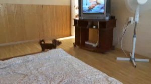 Йорк лает на вентилятор