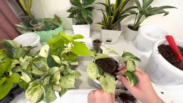 Эпипремнум хэппи лиф – самый неприхотливый из всех эпипремнумов и сциндапсусов