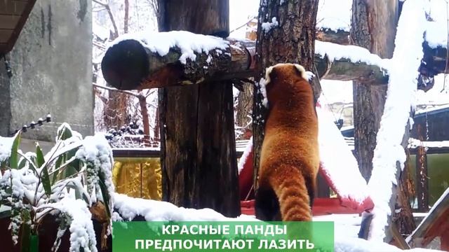 Красную панду заметает снегом смотреть онлайн