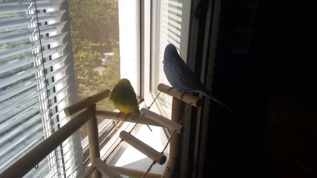 Тоша и Лайма, волнистые попугаи, гуляют. Больше смешных видео на инстаграм _vikakot_ смотреть онлайн