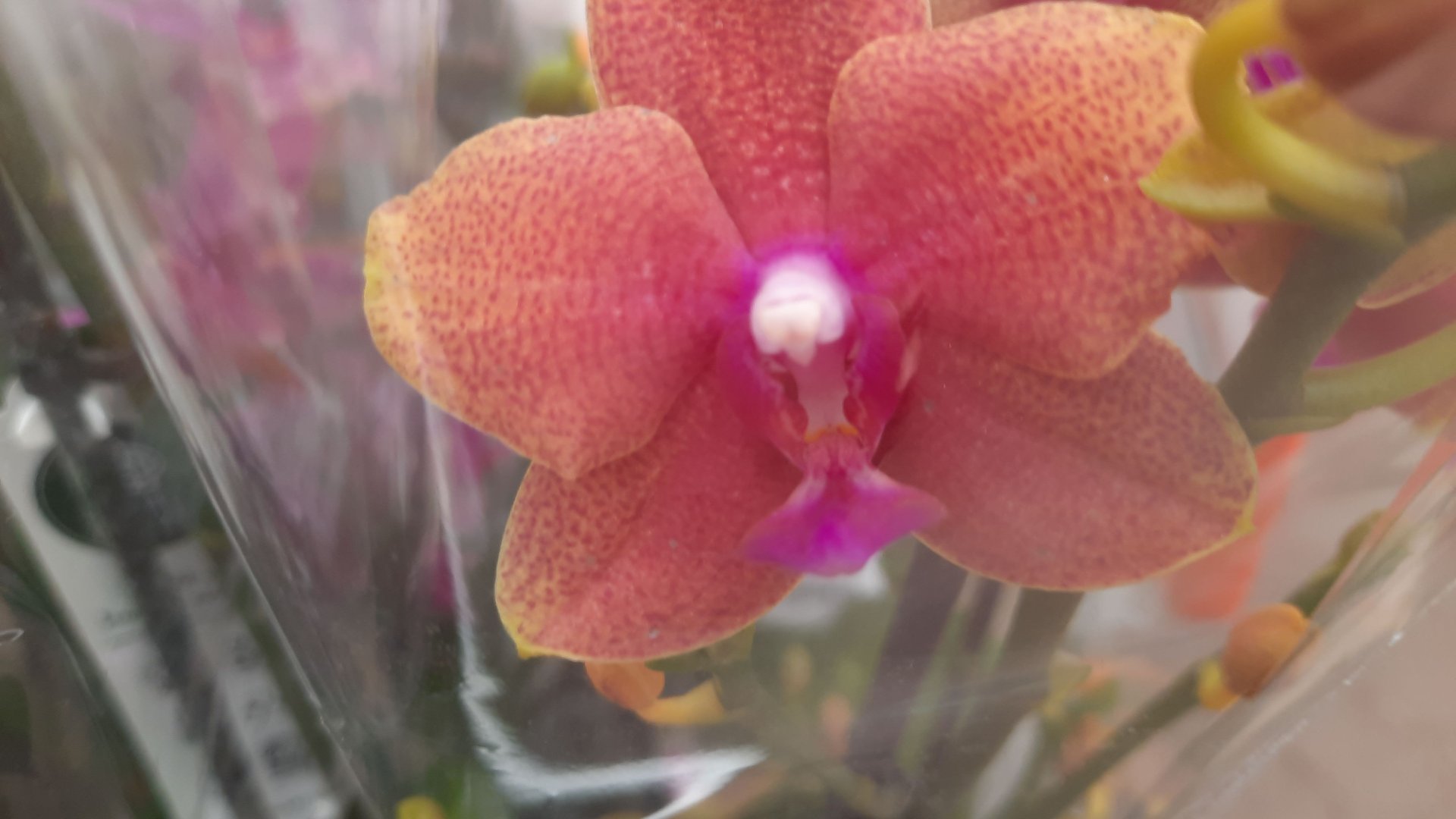 НОВЫЕ ОРХИДЕИ В ОБИ 22 04 24 смотреть онлайн