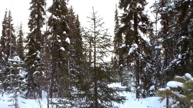 В лес за елкой. смотреть онлайн