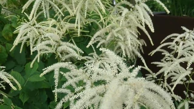 female goat's beard - Aruncus dioicus - geitebaard - bugs смотреть онлайн
