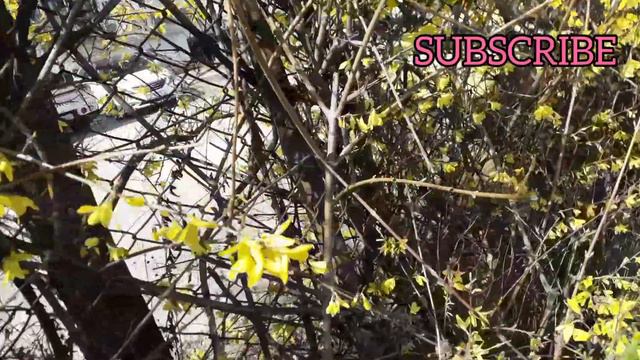 SPRING IN SOUTH KOREA 2020 | 개나리꽃 смотреть онлайн