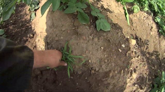 Средство от сорняков, каким пользуемся мы. смотреть онлайн