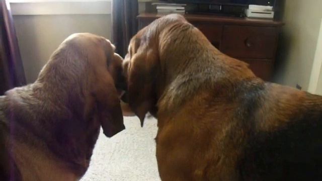 How to Clean a Bloodhound's Ears смотреть онлайн