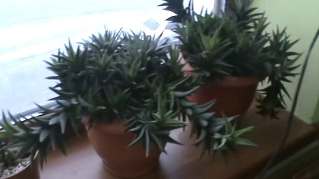 Плейоне. Орхидея-подснежник. смотреть онлайн