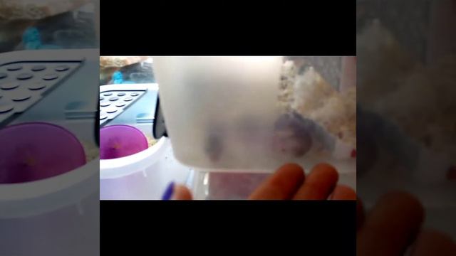 Все мои животные/1 видео/знакомство✨✔️ смотреть онлайн