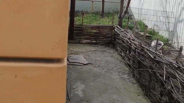 Продолжаем собирать утиные Яйца бегунков индийских ! смотреть онлайн