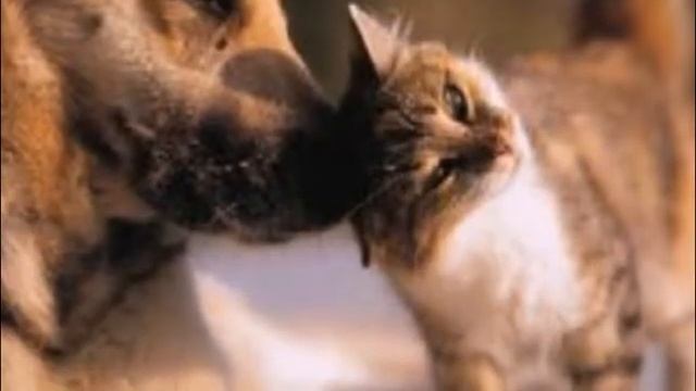 Как подружить кошку с собакой Смешные животные Friendship of a cat and a dog смотреть онлайн