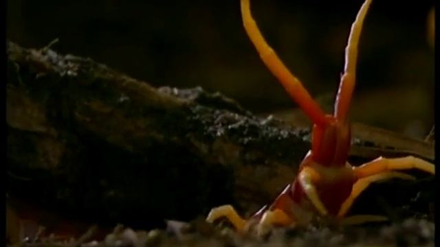 Сколопендра __.wmv смотреть онлайн