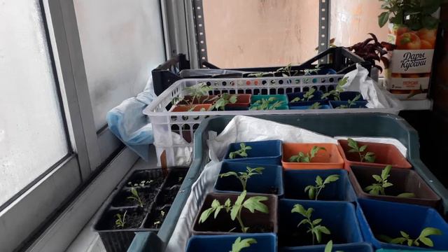 УРА,КУПИЛИ СТЕЛЛАЖ😁🤩 смотреть онлайн