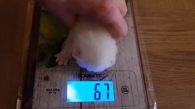 сколько должен весить британский котенок? смотреть онлайн