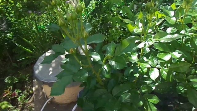 Цветут мои розы Полька.Памяти Высоцкого,Ностальгия.Черный Принц, Эксцельза и другие... смотреть онлайн