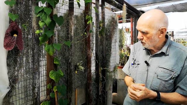 Aristolochia elegans, ottimo e bellissimo "ombreggiante naturale " per serre e verande di orchidee смотреть онлайн