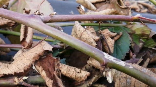 Ежевика, состояние на 8.03.23 г. сняли укрытие смотреть онлайн