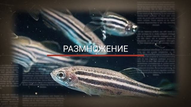 ДАНИО РЕРИО. РАЗМНОЖЕНИЕ И РАЗВЕДЕНИЕ В АКВАРИУМЕ смотреть онлайн