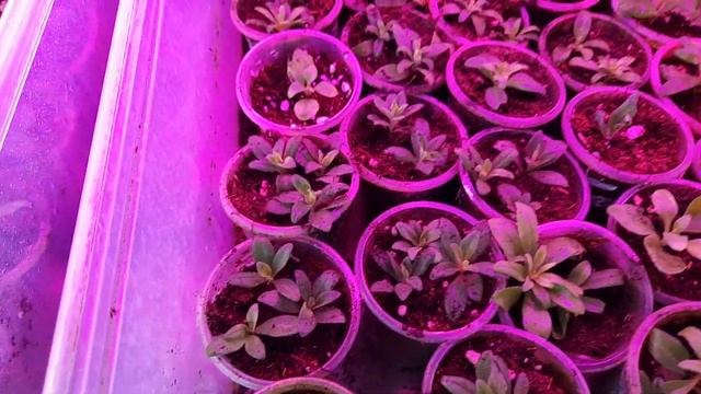 Обзор череночника на 8 03.2024г.