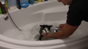 Как правильно купать кота. Зачем необходимо мыть кошек? Купание кота Зевса