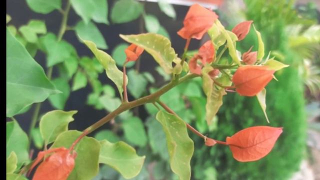 Bougainvillea plants vlog#22. смотреть онлайн