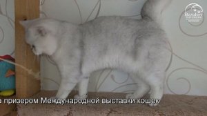 Кошка шотландская серебристая шиншилла