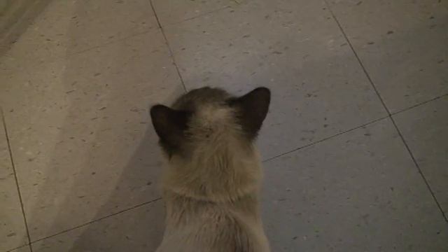 Siamese Rescue Timmy Tiptoes-2 смотреть онлайн