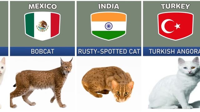 Cat Breeds From Different Countries