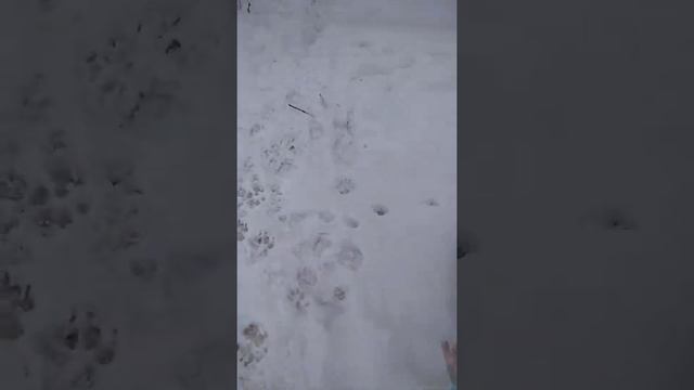 С младшим братом вешаем кормушки для птиц смотреть онлайн