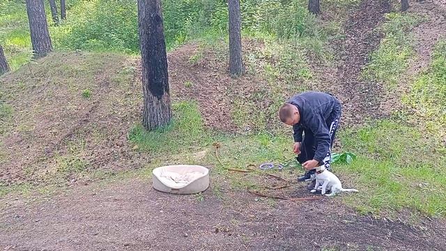 Ко мне! Место! Дрессура собак. Город Реж Свердловской области. смотреть онлайн