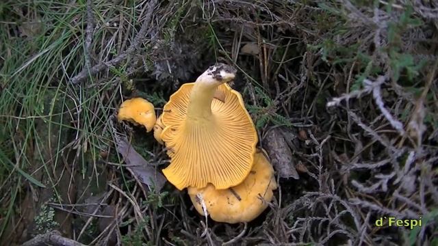 S1-10--CANTHARELLUS CIBARIUS смотреть онлайн