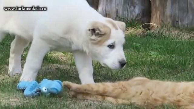 Любимая игрушка! Алабайчик не хочет делить игрушку с кошкой. смотреть онлайн