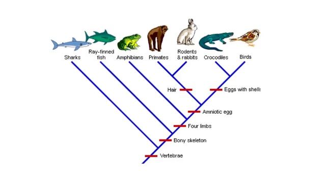 Cladogram