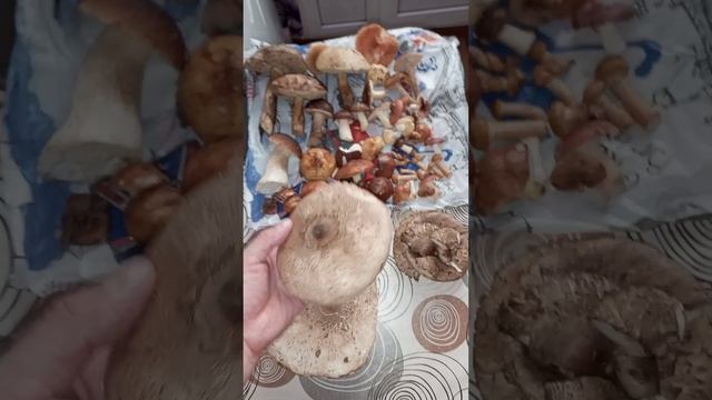 Гриб, который все считают поганкой и не собирают, а он съедобный