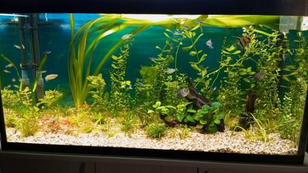 Гигантская валлиснерия в аквариуме #NIK_72