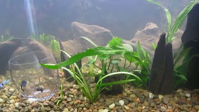 Black Beard Algae Update 1-5-18 смотреть онлайн