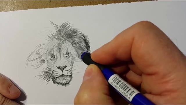 Набросок льва карандашом смотреть онлайн