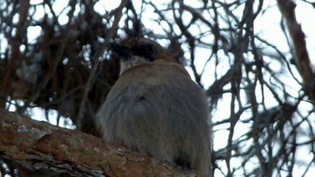 Сойка имитирует кашель