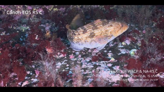 Canon EOS R5C Underwater _ 4K UHD смотреть онлайн