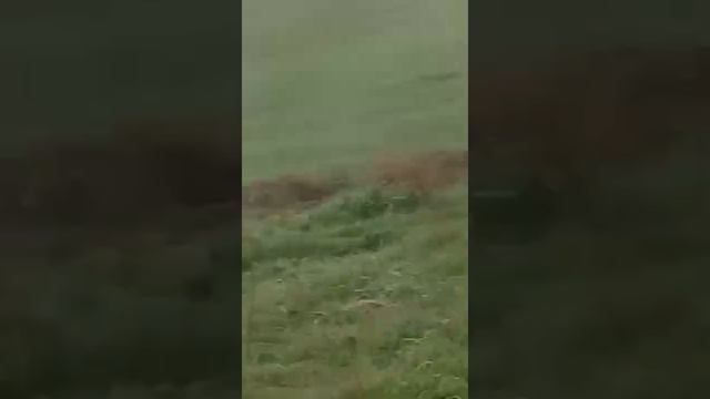 волки в степи, внимание есть ненормативная лексика_ 18 +..mp4 смотреть онлайн