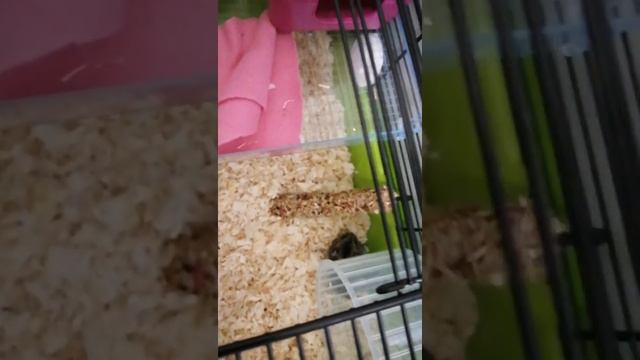 #грызуны мелкие грызуны КРЫСА И ХОМЯЧКИ смотреть онлайн
