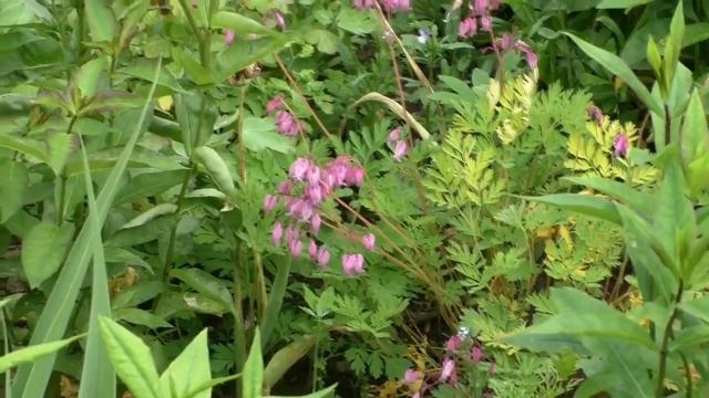 В гостях у тезки!))) - 3. Цветы на даче - пионы в саду. Пионы цветение. Идеи для сада. смотреть онлайн