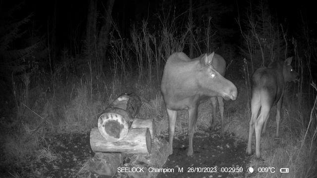 На солонце №5 Фотоловушка SEELOCK S308W #4.1 смотреть онлайн