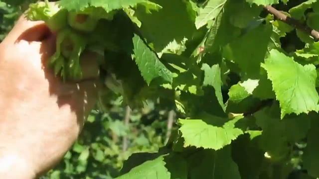 Сорт шедевр, Клуб фундука смотреть онлайн