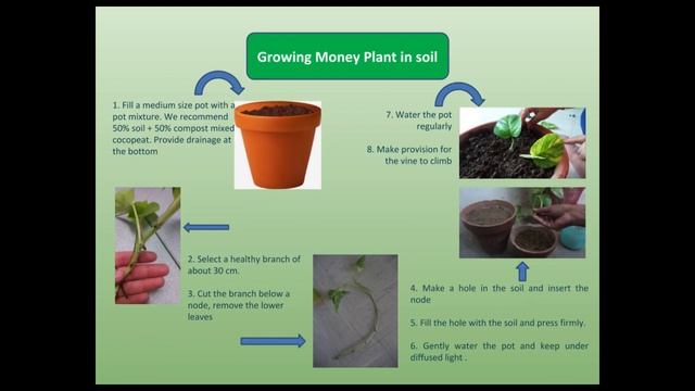 Soul of Krishi : Money Plant (Epipremnum aureum) - Indoor Plant 2/5 смотреть онлайн