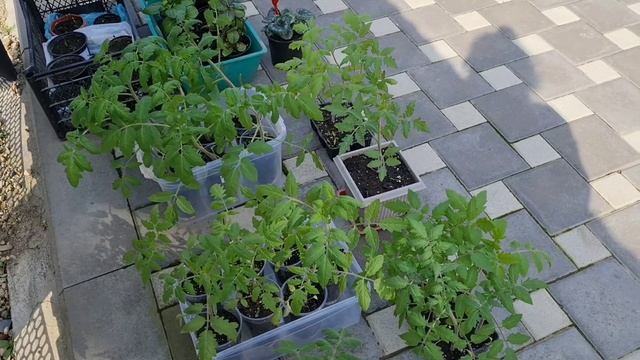 Как вырастить рассаду томатов на подоконнике? Правда и мифы. Личный опыт новичка смотреть онлайн