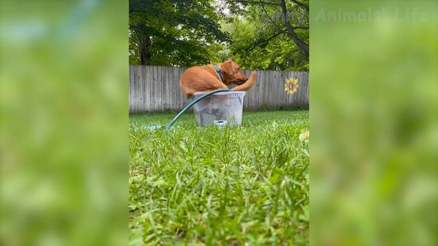 Cute And Funniest Animal Videos 2024  - Adorable Dog  And Cat  Moments