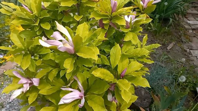 Прощавай мій любий САД!👋🙂🌹🍀Розквітай ще гарніше!#мідсад##троянди#рослини#хвойні#озеровсаду#город#са смотреть онлайн